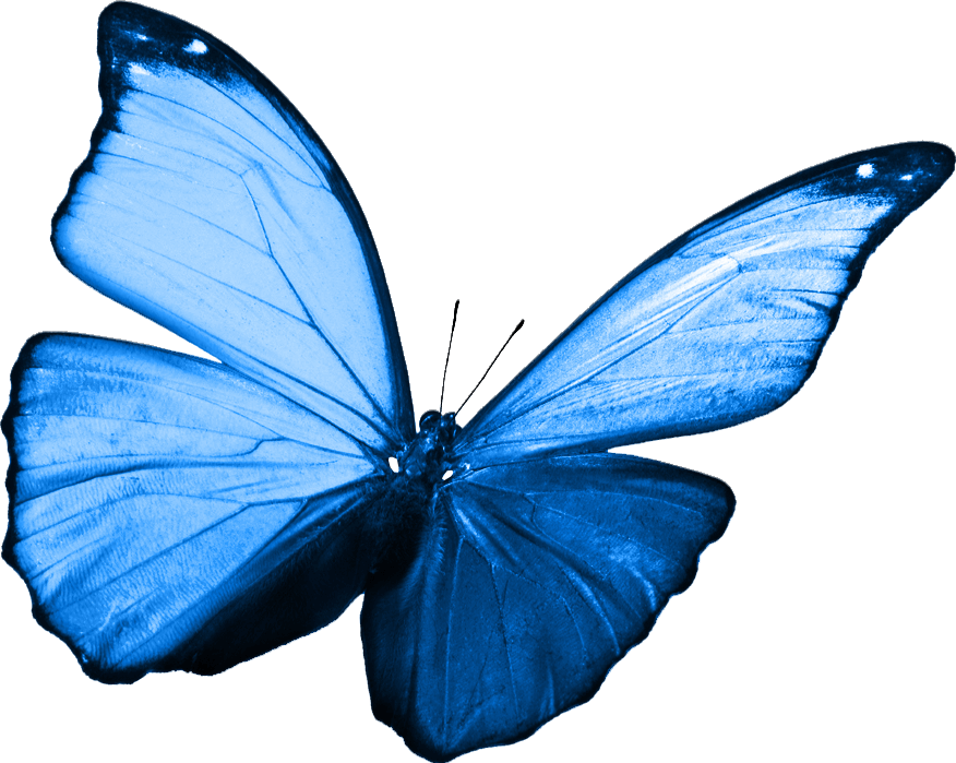 Butterfly image