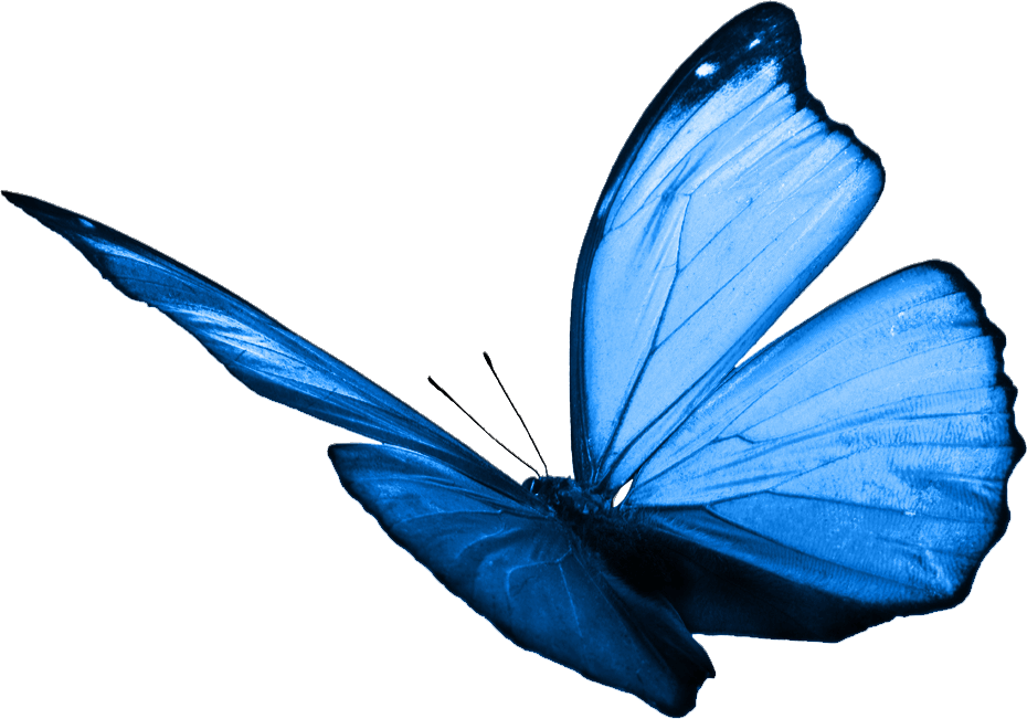 Butterfly image